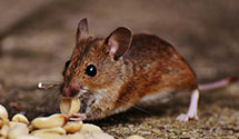 24 Hour & Emergency Exterminators in Thorpe, WV